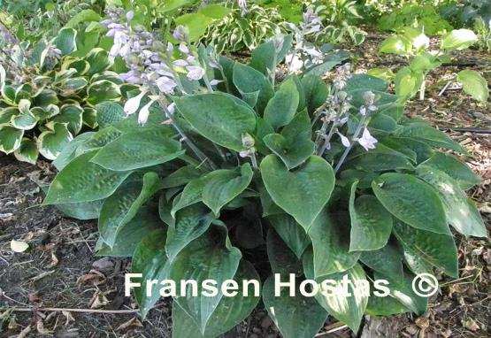 Hosta King of Spades